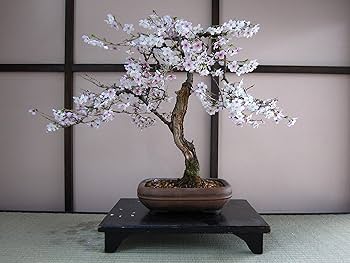 Japanese Cherry Blossom セット Amazon.com: Yushinv Cherry Blossom Tree Building Set with